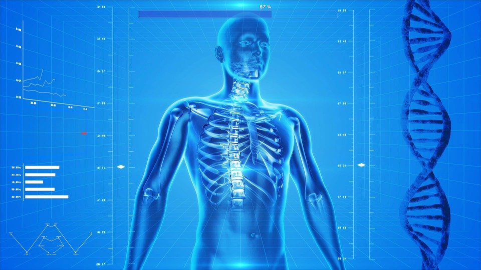 Human Skeleton, Human Body, Anatomy, X-Ray, Human Bone