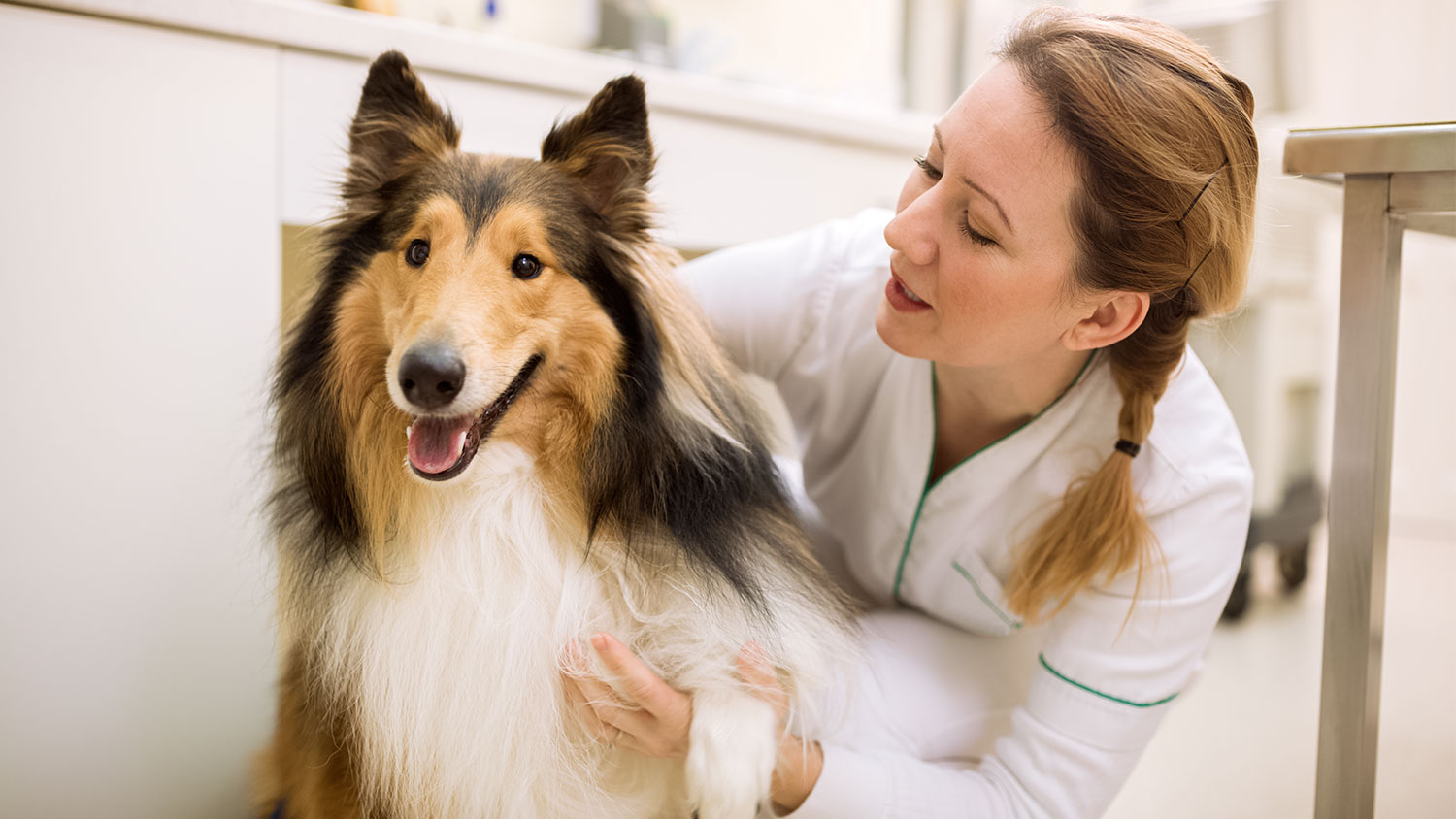 How to Find the Best Vet Near Me