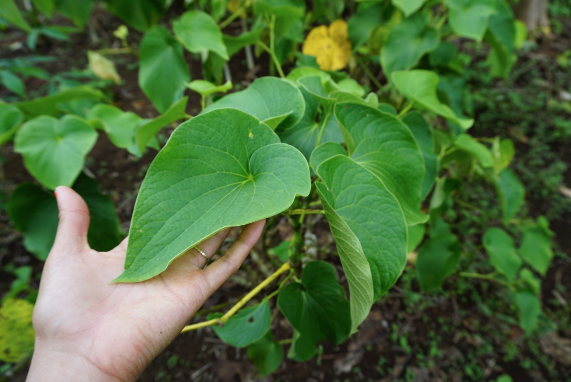 Kava Plants: Remedies, Benefits, side effect - Kava Natural Pain Relief