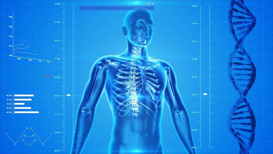 Human Skeleton, Human Body, Anatomy, X-Ray, Human Bones
