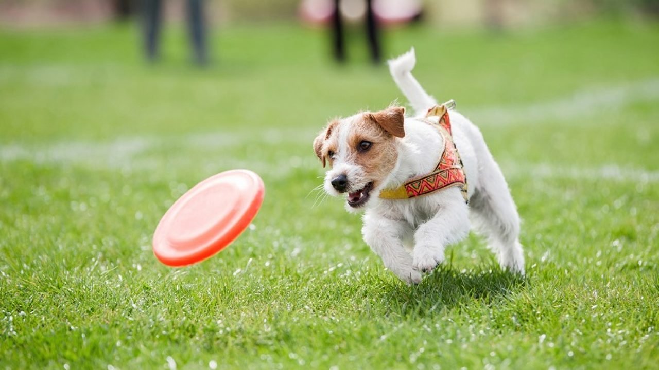 Dog Games: Fun Ways To Play With Any Dog Based On Their Personality -  DogTime