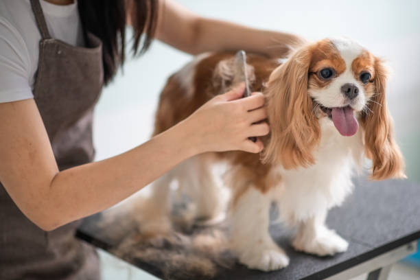 Dog Grooming Stock Photos, Pictures & Royalty-Free Images - iStock