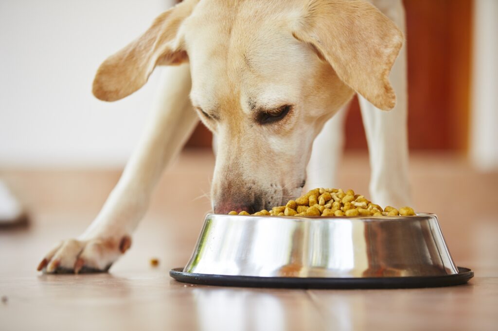 Is It Cheaper to Make Your Own Dog Food? 3 Reasons Why It Is.