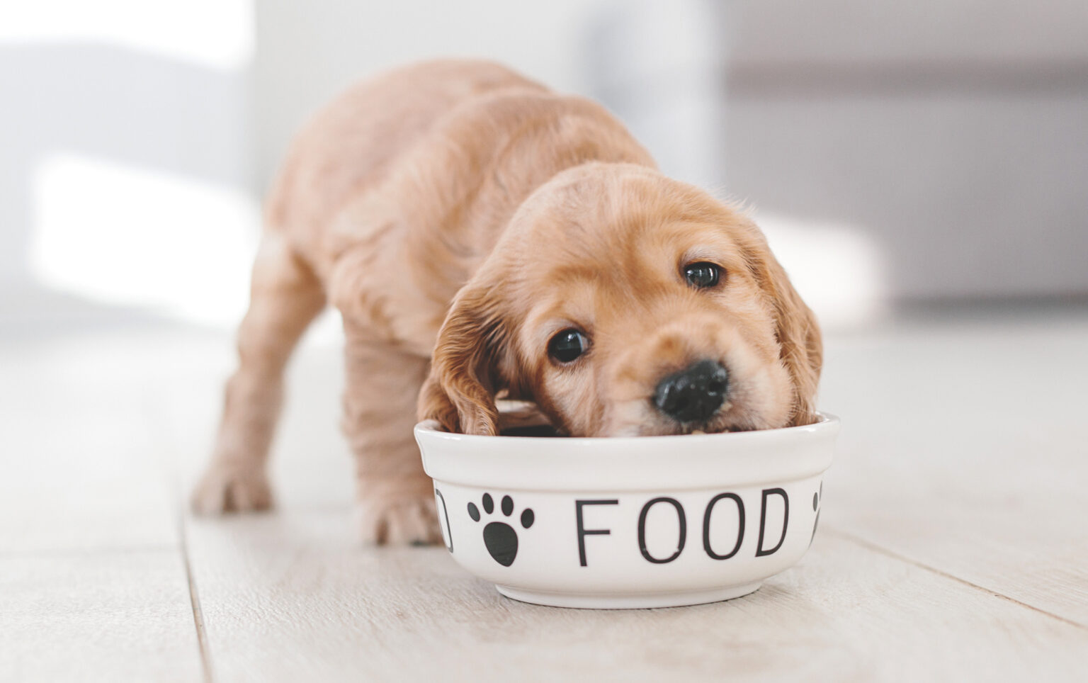 Beginner Tips for Raw Feeding Your Dog