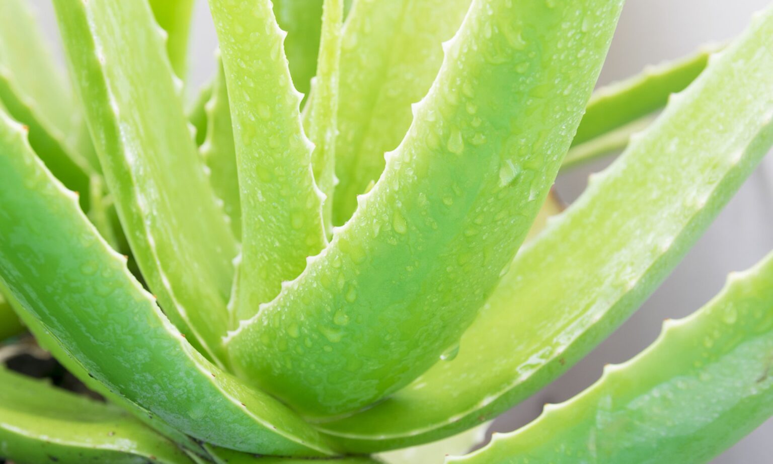 A Detailed Guide to the Aloe Rid Shampoo