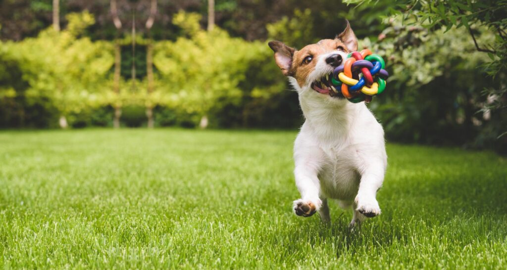 The Vital Benefits of Investing in Dog Toys