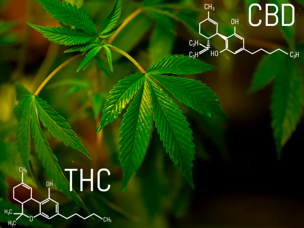 Top 4 Reasons Why THC Gets You High and CBD Doesn’t