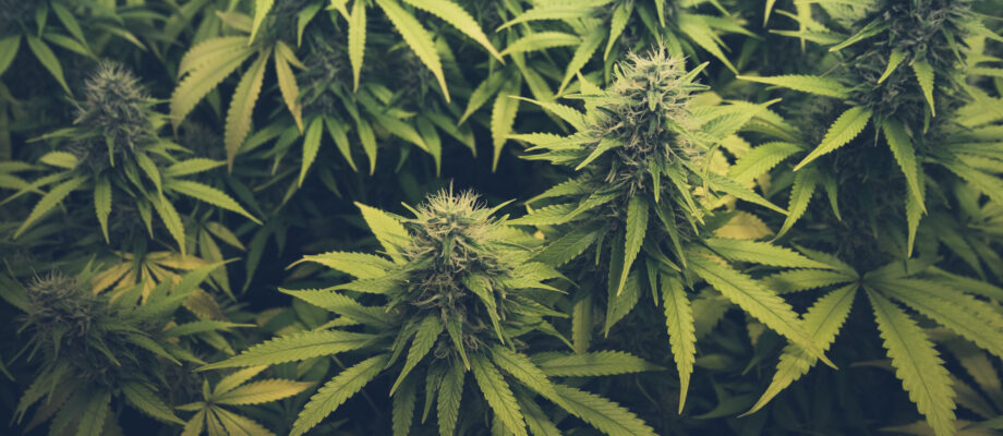 This Is the Key Difference Between CBD and THC