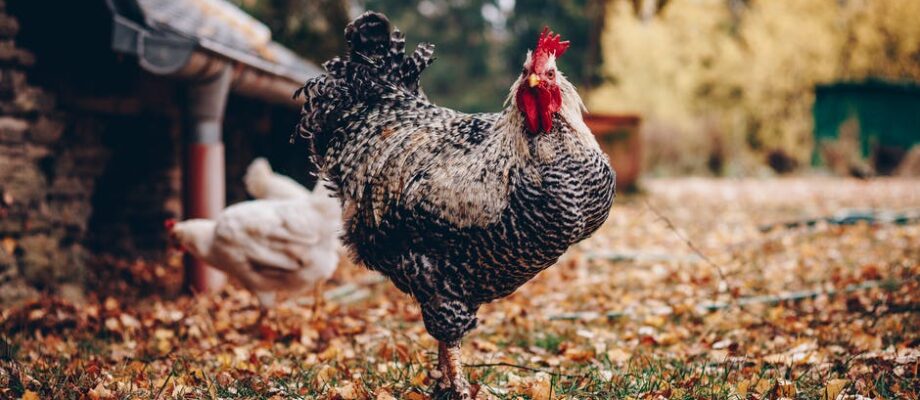 Chickens for Backyards: Everything You Need to Know