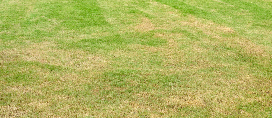 How to Get Rid of Brown Spots in Your Lawn