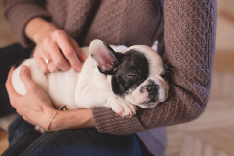 The Complete Guide on How to Pick a New Puppy