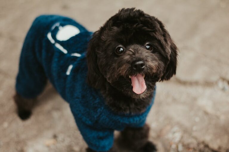 The Complete Guide to Buying Pet Clothing for New Owners
