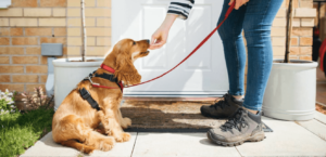what parents need to know before promising the kids a puppy or kitten that vets see going wrong all the time | my zeo