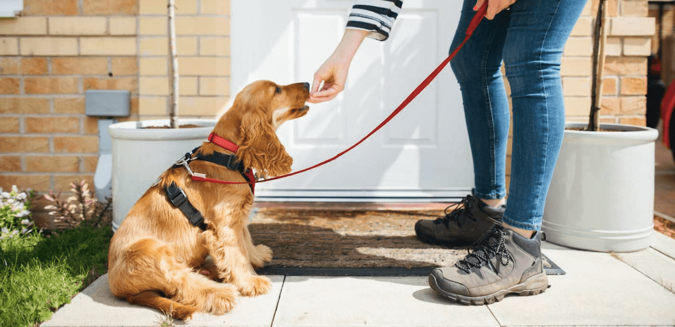 what parents need to know before promising the kids a puppy or kitten that vets see going wrong all the time | my zeo