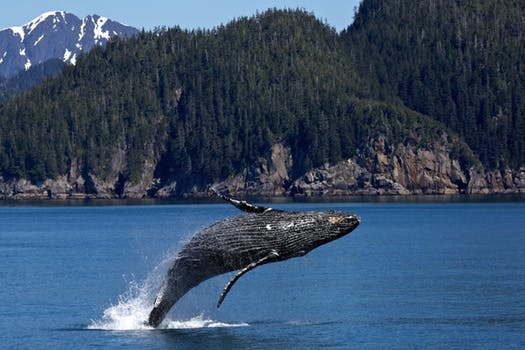 Whale Watching Season: Everything You Need to Know