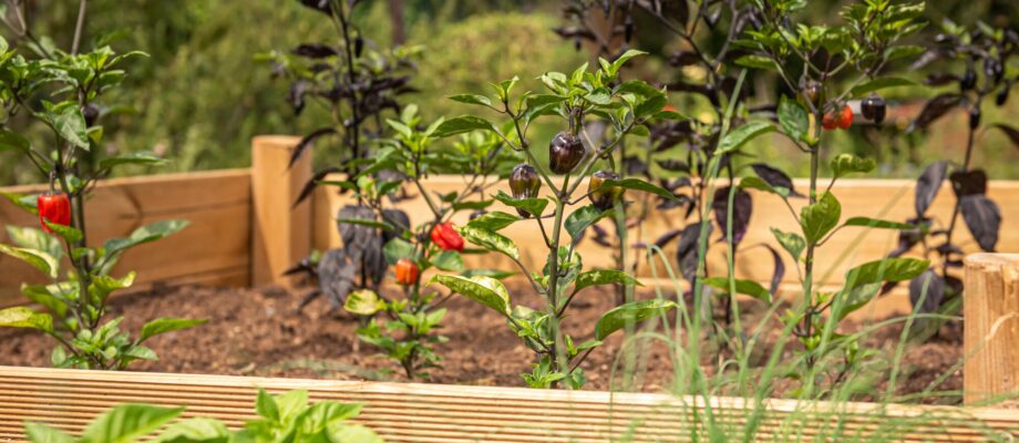 Watch Your Garden Bloom: 10 Benefits of Raised Garden Beds