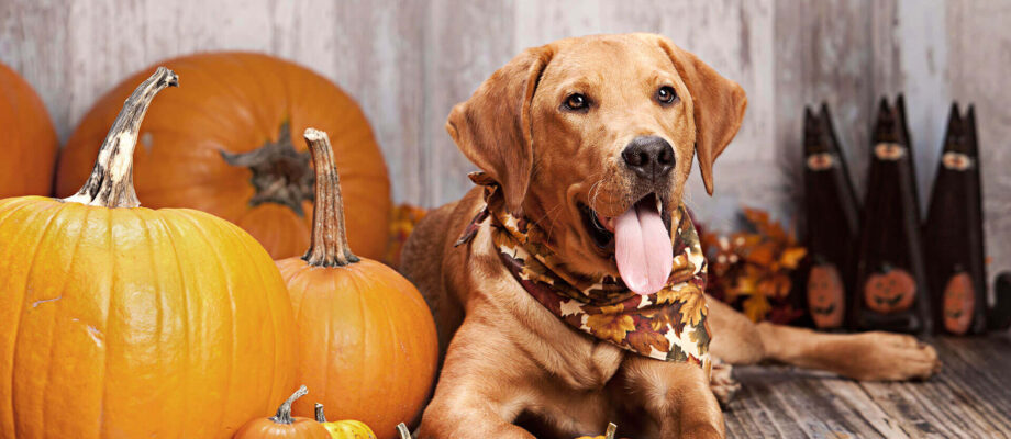 Halloween Safety Tips for Pets