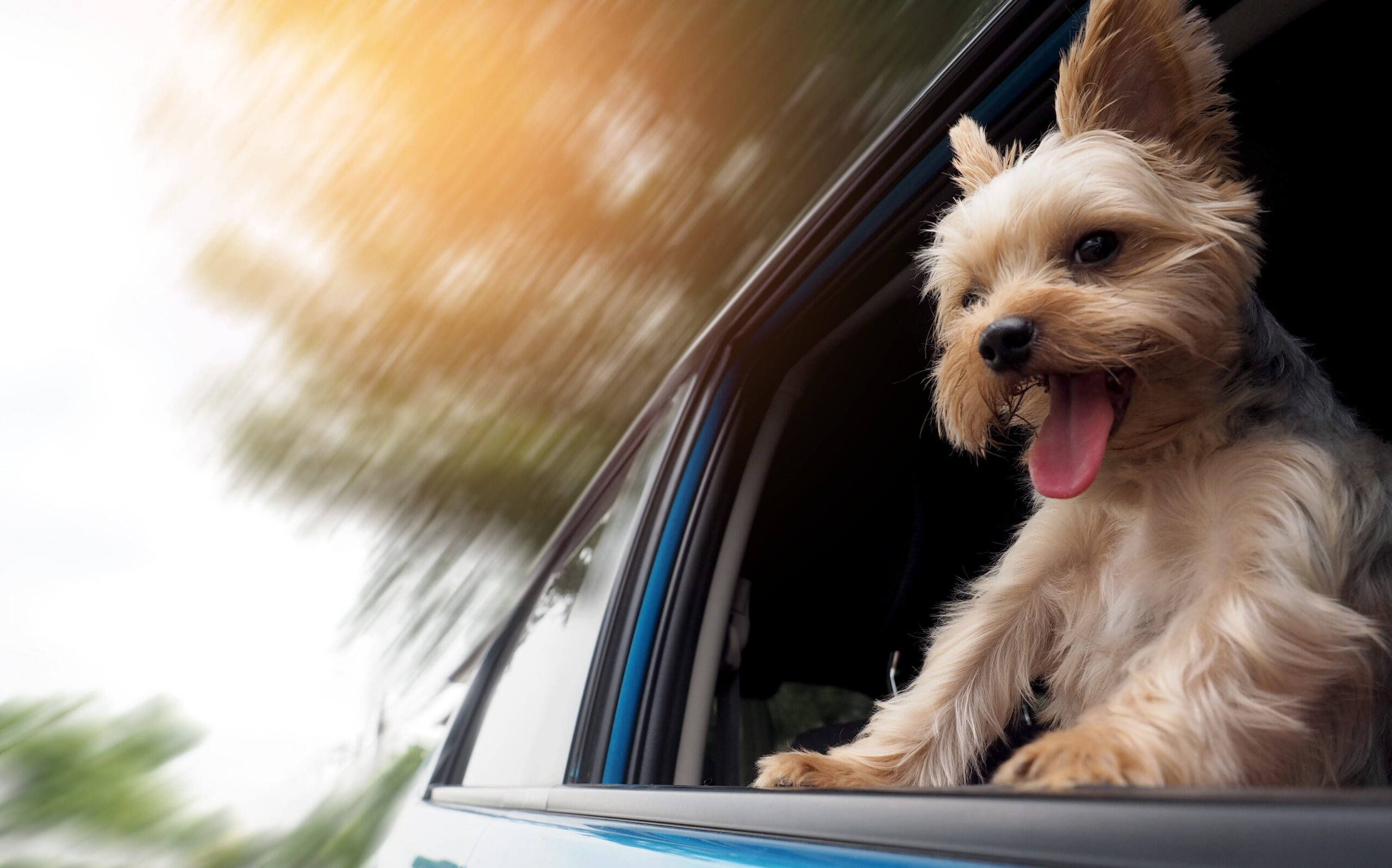Safety Considerations for Driving with Pets