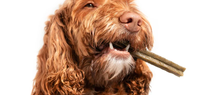 Chew On This: The Best Dog Chews for Healthy Teeth and Happy Pups