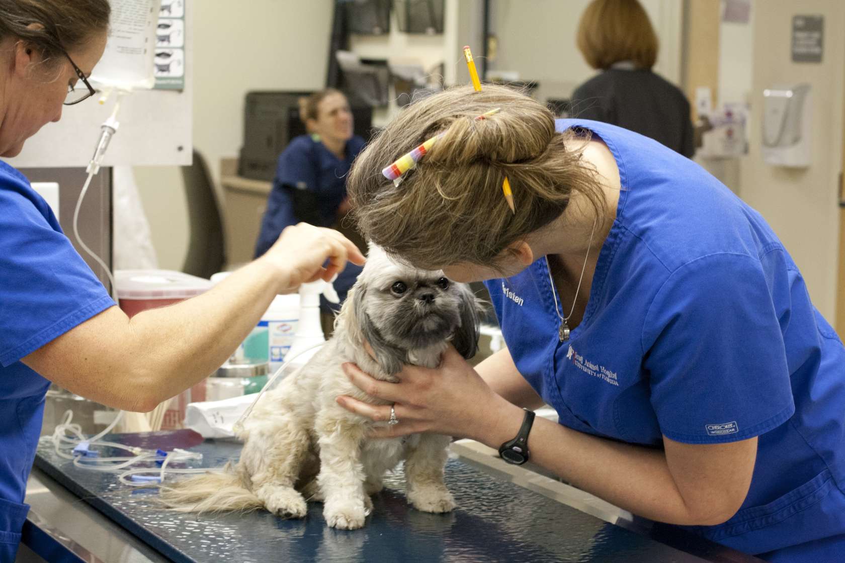4 Benefits Of Emergency Preparedness In Animal Hospitals | My Zeo 