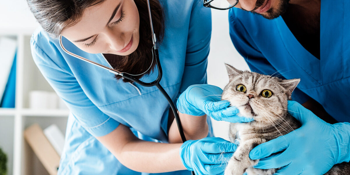 How Veterinary Clinics Partner With Local Rescue Organizations | My Zeo 