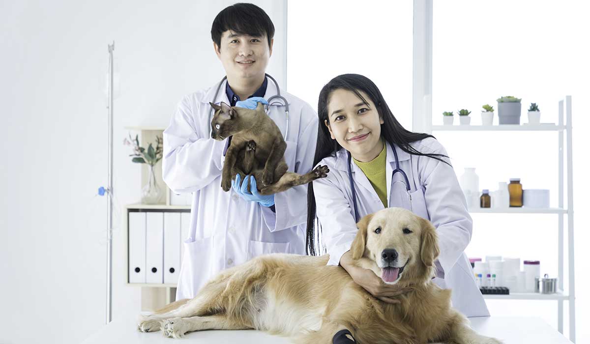 4 Services That Distinguish Animal Hospitals From Small Clinics | My Zeo 