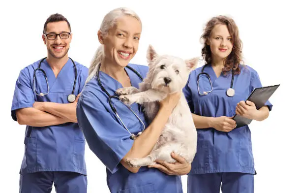 6 Tips For Choosing The Right General Veterinarian | My Zeo 