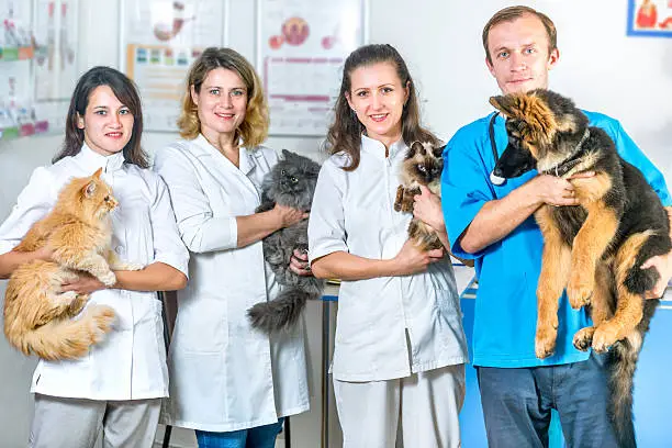3 Unique Services Veterinary Hospitals Provide For Cats And Dogs | My Zeo 