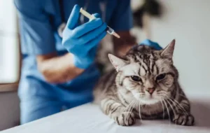 Why Vaccinations Are A Core Service Of Animal Hospitals | My Zeo 