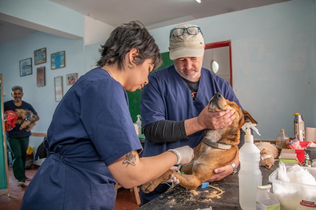 How Veterinary Urgent Care Improves Outcomes In Time Sensitive Cases | My Zeo 