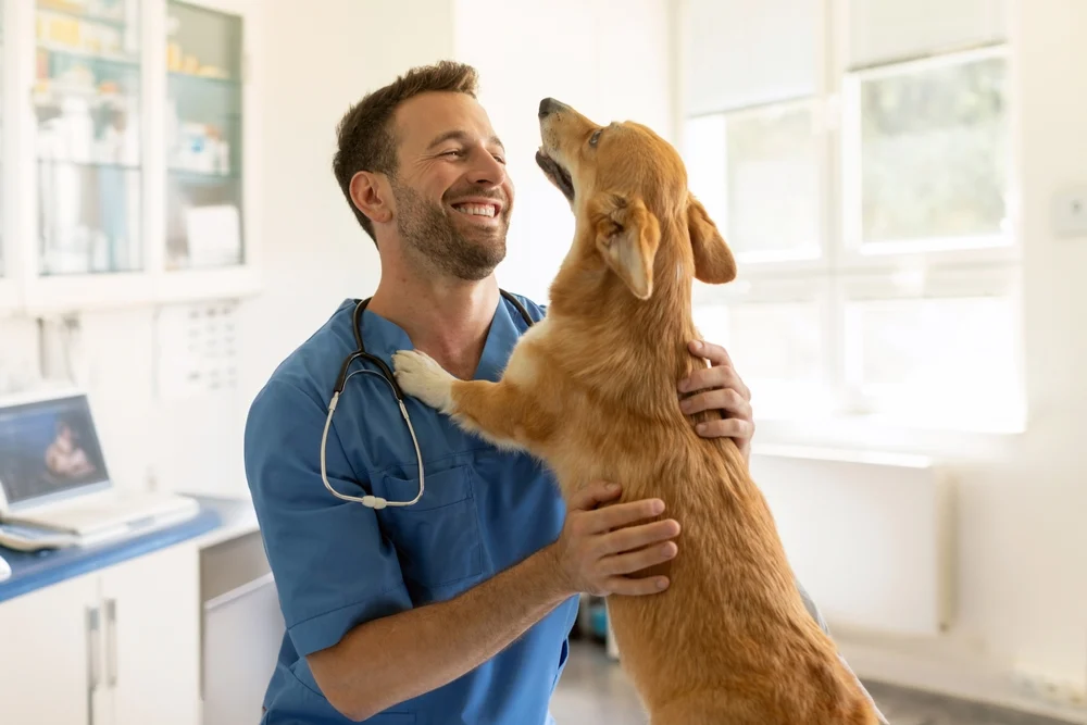 6 Ways General Veterinarians Support Busy Pet Owners | My Zeo 