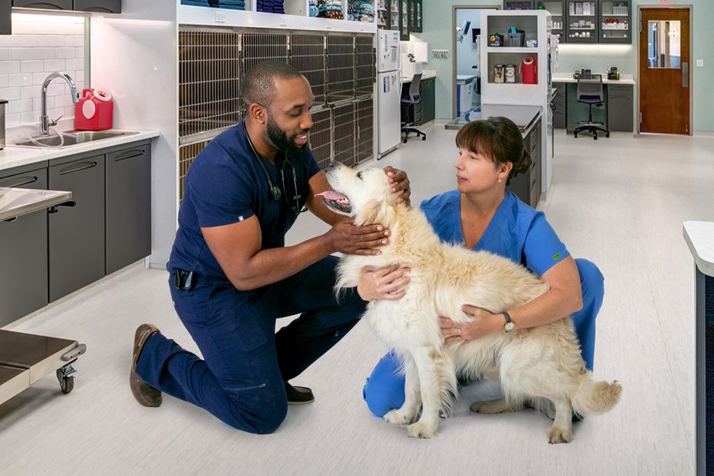 5 Advantages Of Building A Long Term Relationship With A Veterinary Clinic | My Zeo 