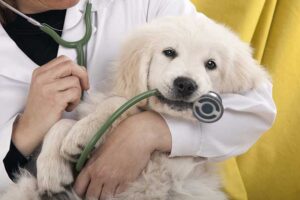 4 Benefits Of Integrating Diagnostics Into Veterinary Visits | My Zeo 