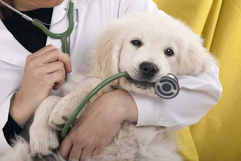 4 Benefits Of Integrating Diagnostics Into Veterinary Visits | My Zeo 4 Benefits Of Integrating Diagnostics Into Veterinary Visits | My Zeo