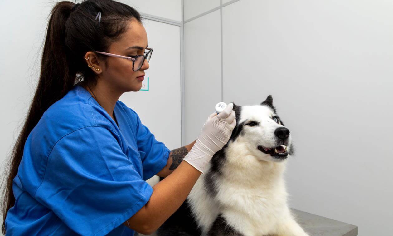 The Connection Between Animal Clinics And Public Health | My Zeo The Connection Between Animal Clinics And Public Health | My Zeo
