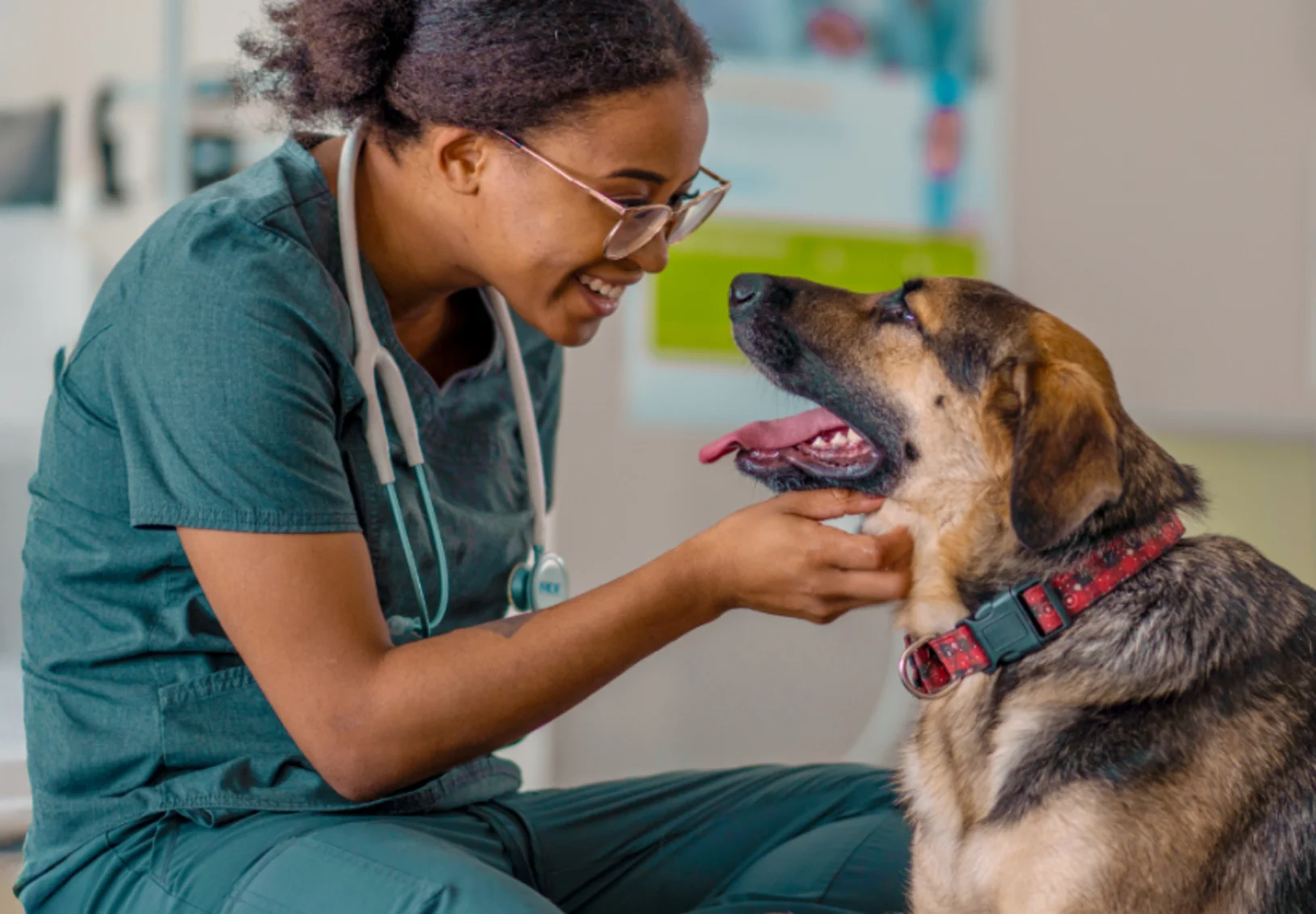 4 Benefits Of Wellness Plans Through Animal Hospitals | My Zeo 4 Benefits Of Wellness Plans Through Animal Hospitals | My Zeo