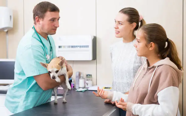 Why Animal Hospitals Are Vital For Chronic Condition Management | My Zeo 