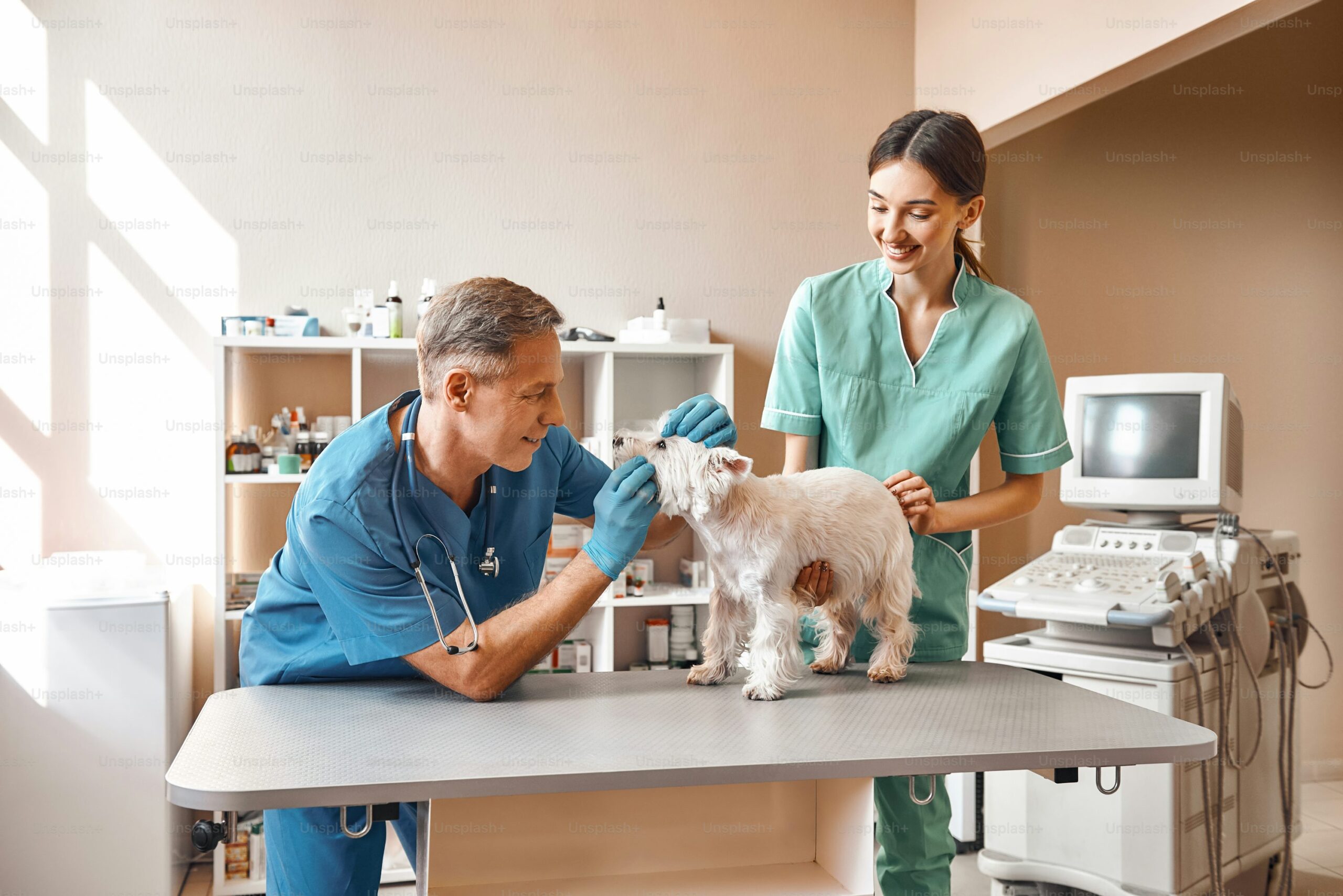 The Growing Role Of Technology In Animal Hospitals | My Zeo 