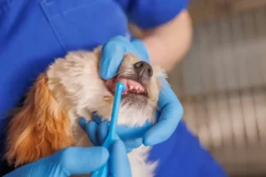 Why Dental Cleanings At Veterinary Hospitals Improve Pet Health | My Zeo 