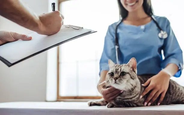 5 Benefits Of Annual Wellness Exams At Veterinary Clinics | My Zeo 