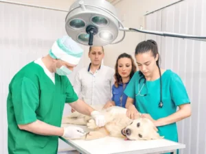 Why Animal Hospitals Are Crucial In Post Surgery Rehabilitation | My Zeo