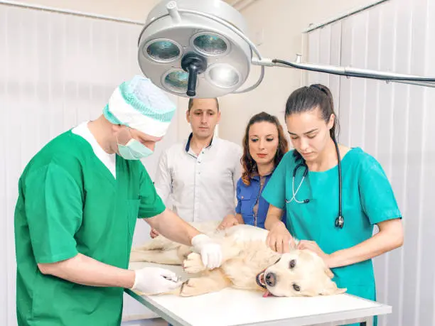 Why Animal Hospitals Are Crucial In Post Surgery Rehabilitation | My Zeo Why Animal Hospitals Are Crucial In Post Surgery Rehabilitation | My Zeo