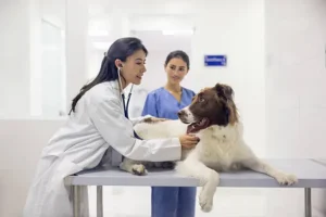 3 Services Veterinary Hospitals Provide Beyond Routine Checkups | My Zeo