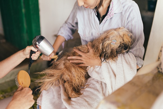 5 Essential Services Every Animal Clinic Should Offer | My Zeo 5 Essential Services Every Animal Clinic Should Offer | My Zeo