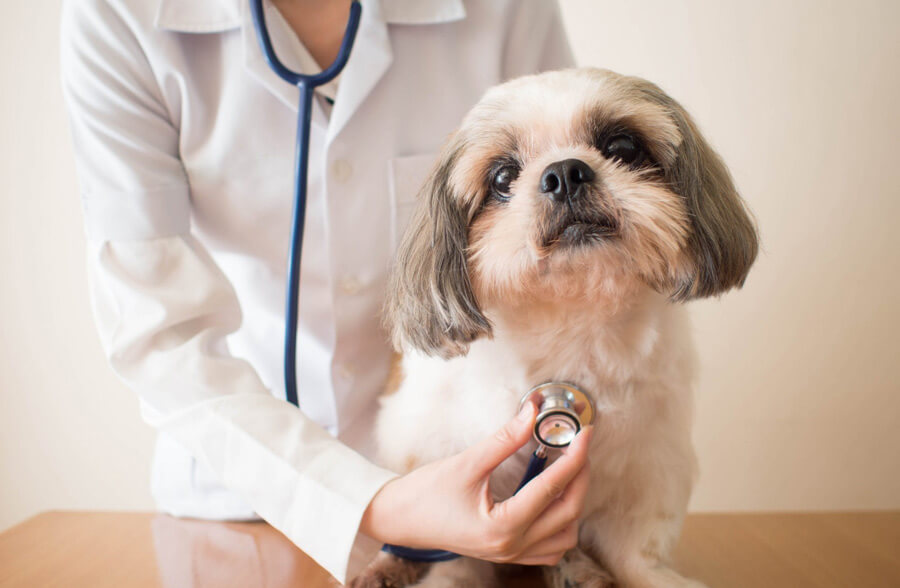 3 Signs It’s Time to Take Your Pet to a Small Animal Veterinary Hospital | My Zeo 3 signs its time to take your pet to a small animal veterinary hospital | my zeo