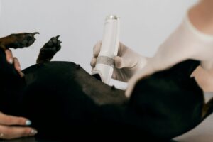 4 common conditions treated in veterinary clinics | my zeo