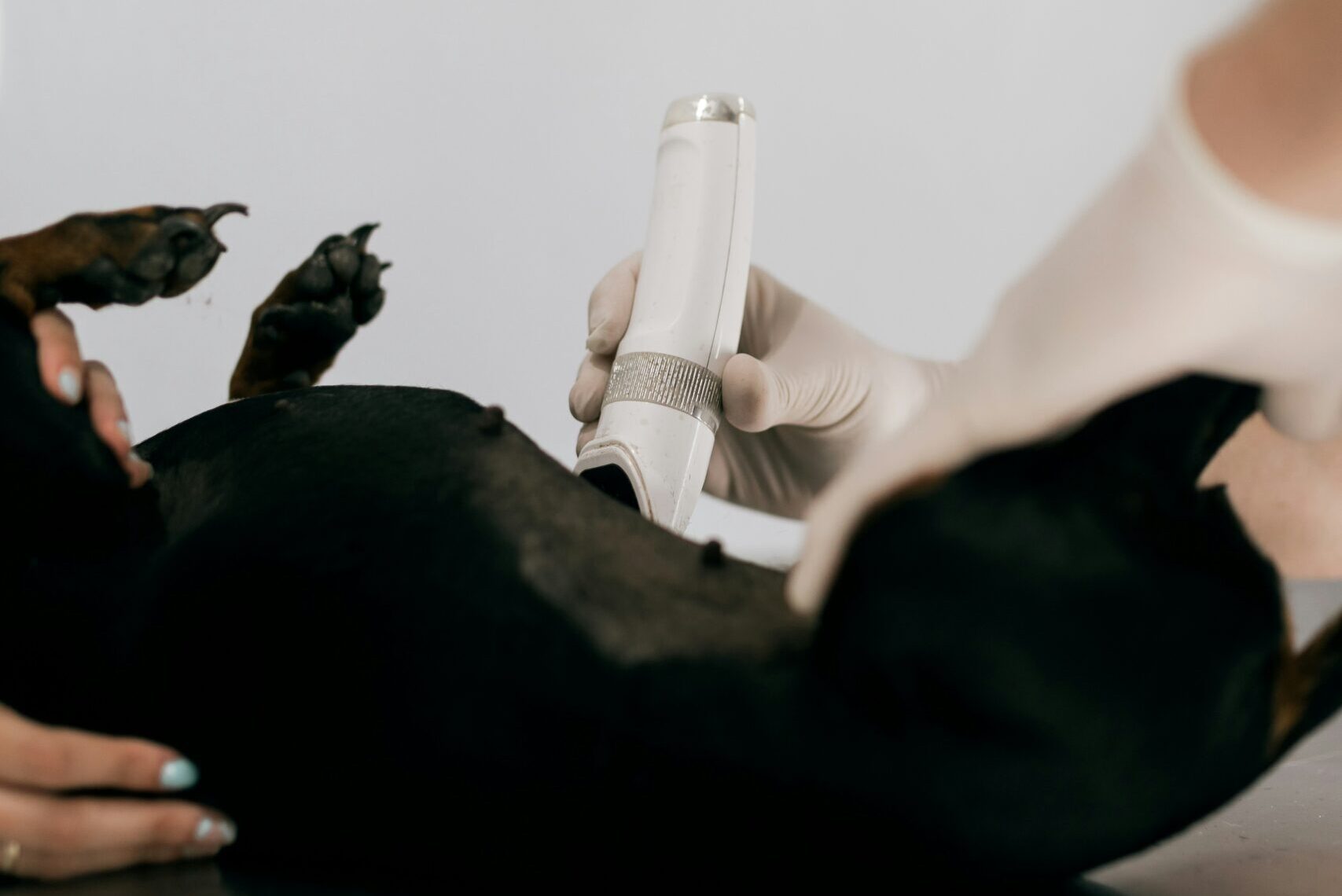 4 Common Conditions Treated in Veterinary Clinics | My Zeo 4 common conditions treated in veterinary clinics | my zeo