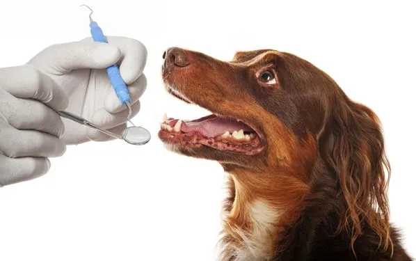 3 key benefits of preventive dental care at animal hospitals | my zeo