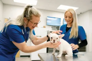4 ways veterinary hospitals collaborate with specialists | my zeo