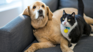 3 ways cat and dog hospitals support senior pet wellness | my zeo